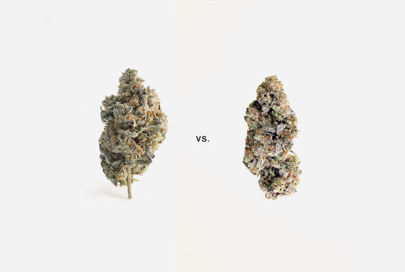 What is the difference between sativa vs indica?