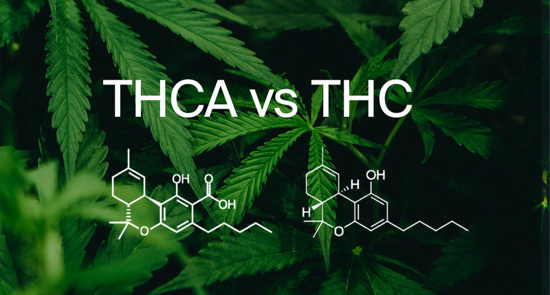 What Is THCA & How Is It Different From THC?